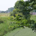 IMG_1041469