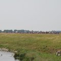 IMG_1041831