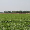 IMG_1041964