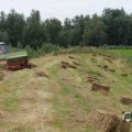 IMG_1043351