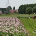IMG_1043380