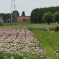 IMG_1043381