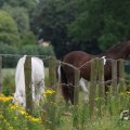 IMG_1043405