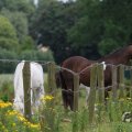 IMG_1043406