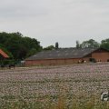 IMG_1043421