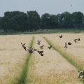 IMG_1043455