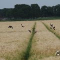 IMG_1043456