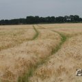 IMG_1043457