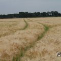 IMG_1043458