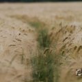 IMG_1043467