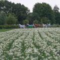 IMG_1043486
