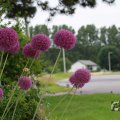 IMG_1043514