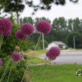 IMG_1043516