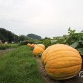 IMG_1055351