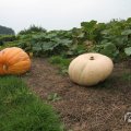 IMG_1055353