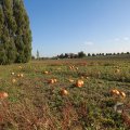 IMG_1076957