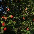 IMG_1076963