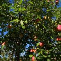 IMG_1076966