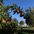 IMG_1076974