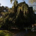 IMG_1077087
