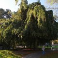 IMG_1077089