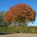 IMG_1077097