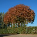 IMG_1077098