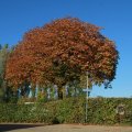 IMG_1077099