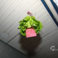 IMG_1095427