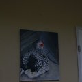 IMG_1105716