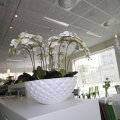 IMG_1115461