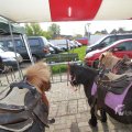 IMG_1116028