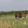 IMG_1144039