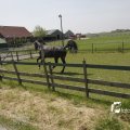 IMG_1145521