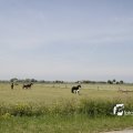 IMG_1145528