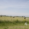 IMG_1145529