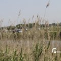 IMG_1145635