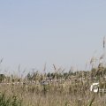 IMG_1145636