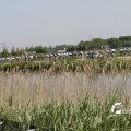 IMG_1145637