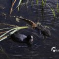 IMG_1155196