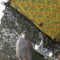 IMG_1183012