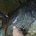 IMG_1183015