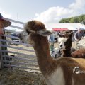 IMG_1182349