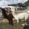 IMG_1182353