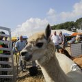 IMG_1182356