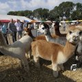 IMG_1182358