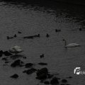 IMG_1189336
