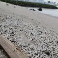 IMG_1187265