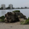 IMG_1187285