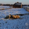 IMG_1199966